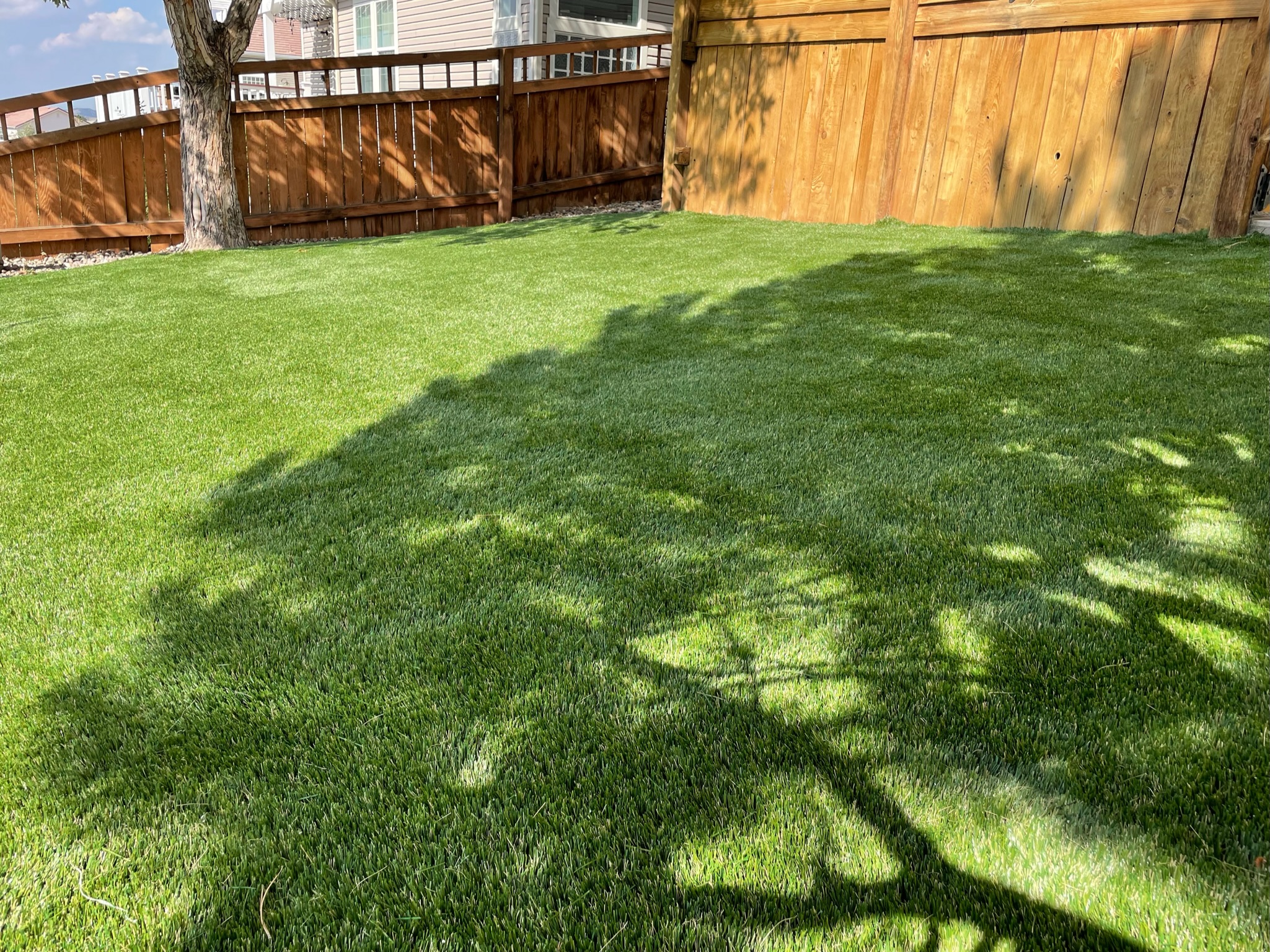 shade tolerant turf Nebraska