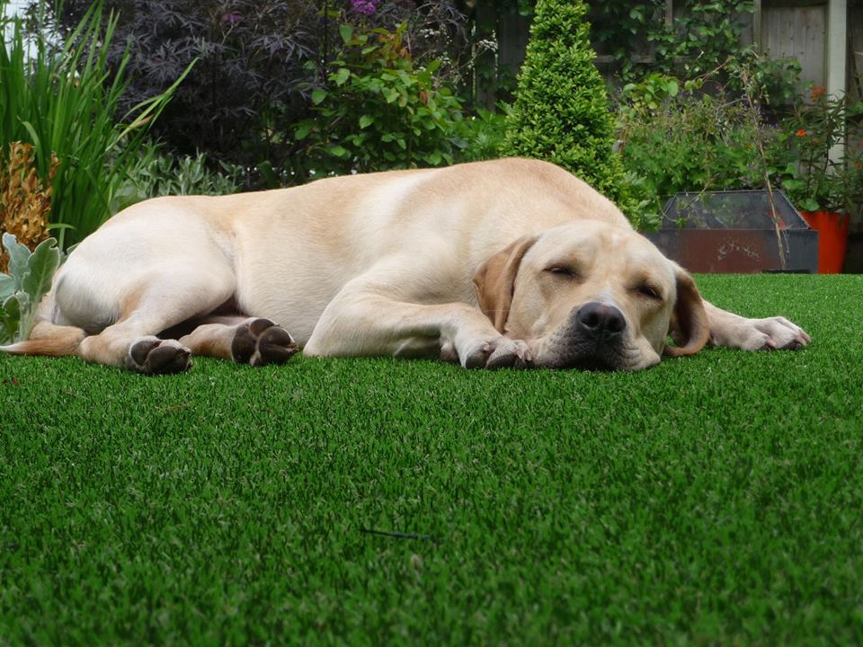 artificial-pet-grass-Nebraska